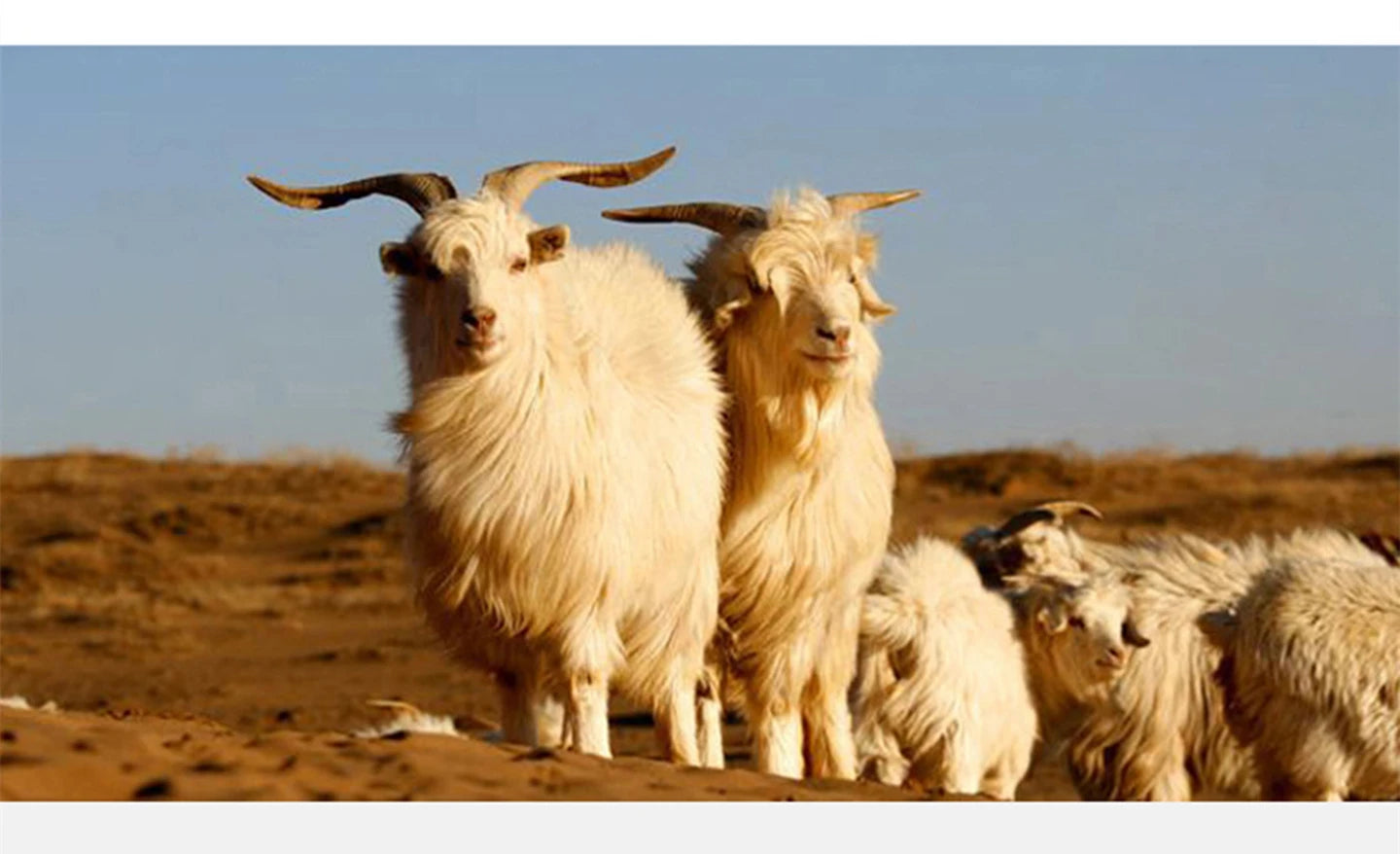 Cashmere Hat For Women/Men Winter New Thickened Fashion Solid Twisted Knitted Beanies Hats Casual Unisex Outdoor Soft Warm Caps